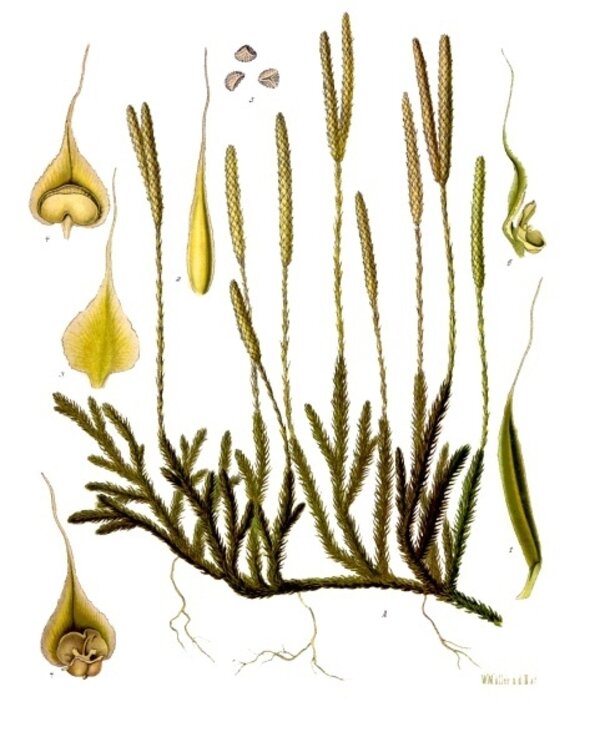 Lycopodium clavatum — planche Köhler (1887)