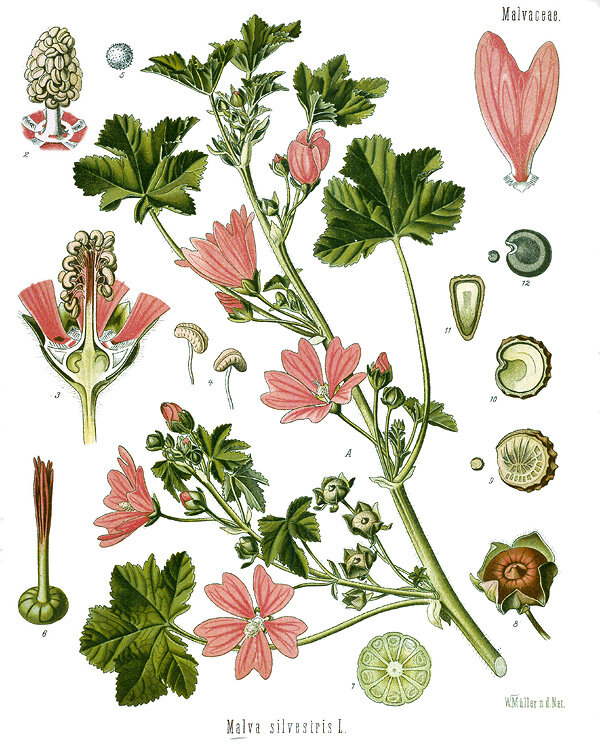 Malva sylvestris — planche Köhler (1887)