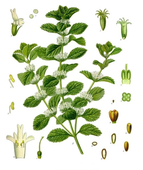 Marrubium vulgare — planche Köhler (1887)