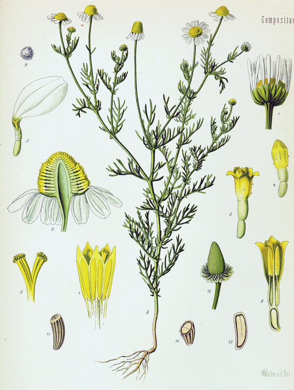Matricaria recutita — planche Köhler (1887)