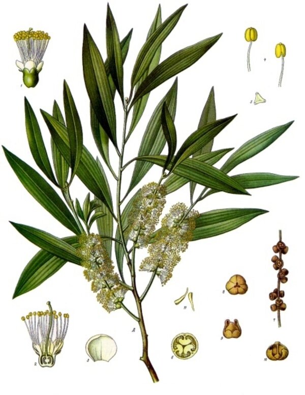 Melaleuca leucadendra — planche Köhler (1887)