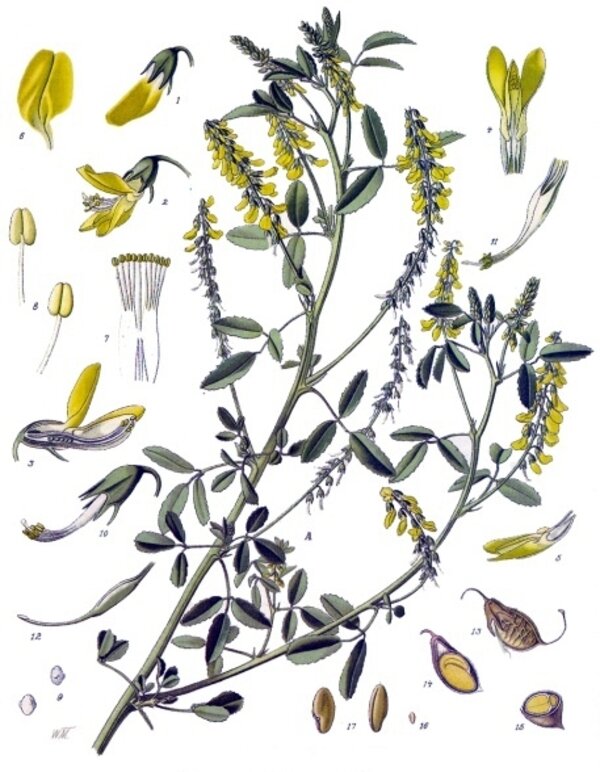 Melilotus officinalis — planche Köhler (1887)