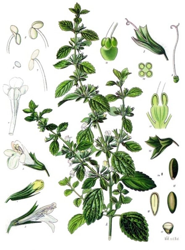 Melissa officinalis — planche Köhler (1887)