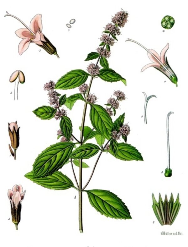 Mentha piperita — planche Köhler (1887)