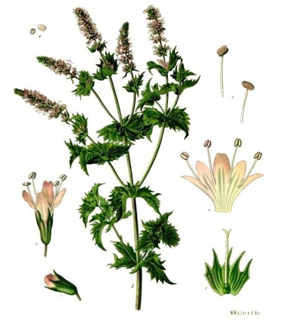 Mentha viridis — planche Köhler (1887)