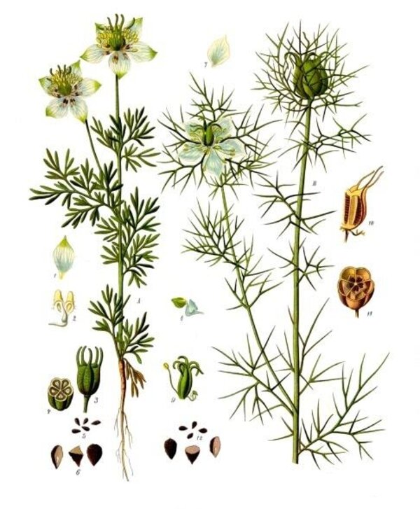 Nigella sativa — planche Köhler (1887)
