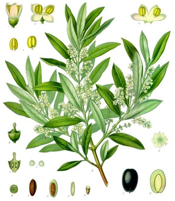 Olea europaea — planche Köhler (1887)