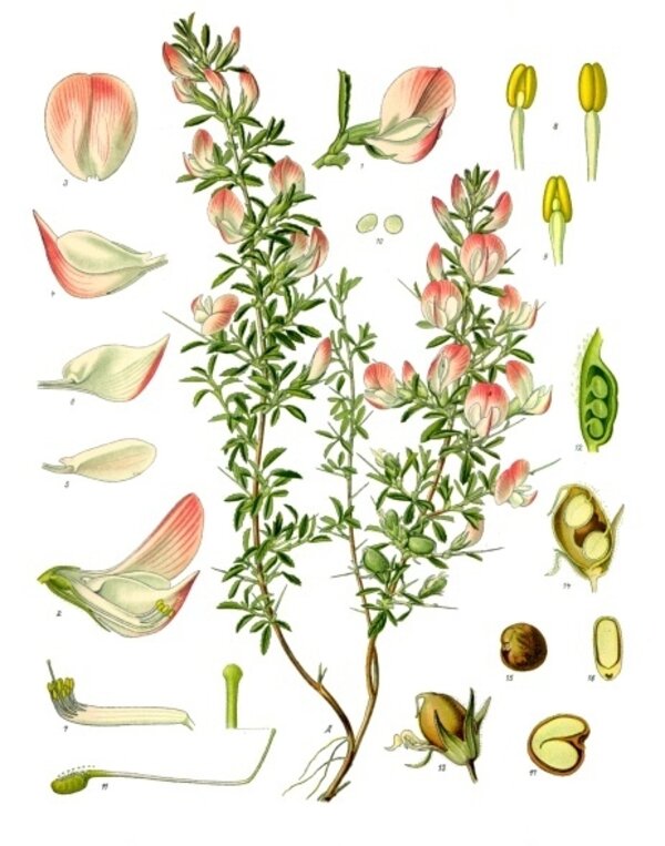 Ononis spinosa — planche Köhler (1887)