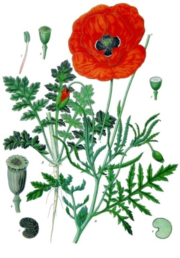 Papaver rhoeas — planche Köhler (1887)