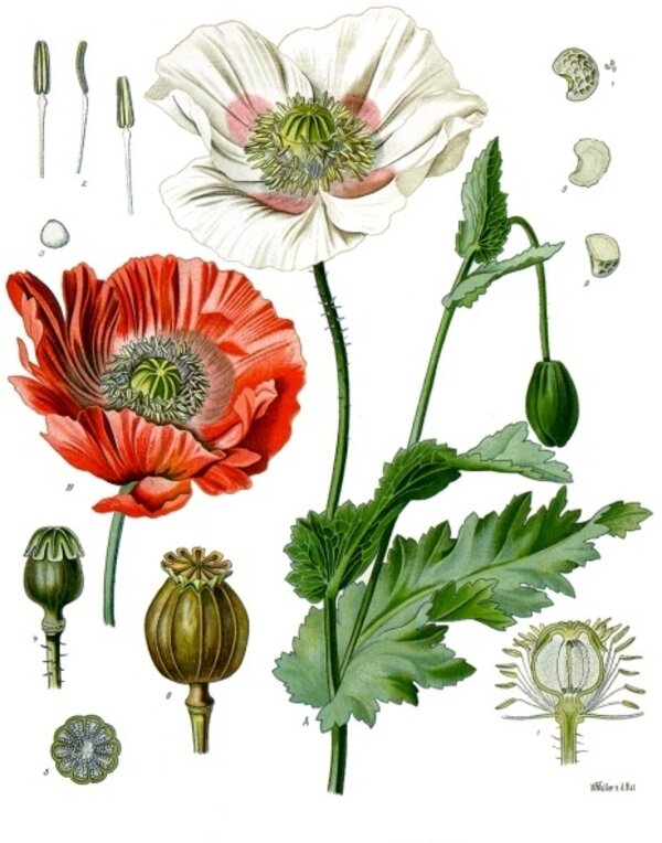 Papaver somniferum — planche Köhler (1887)