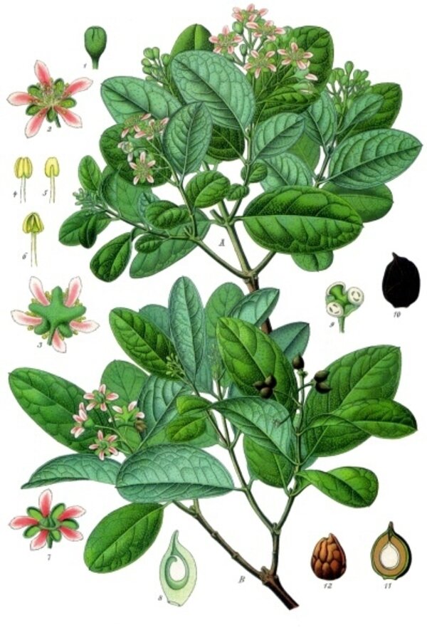 Peumus boldus — planche Köhler (1887)
