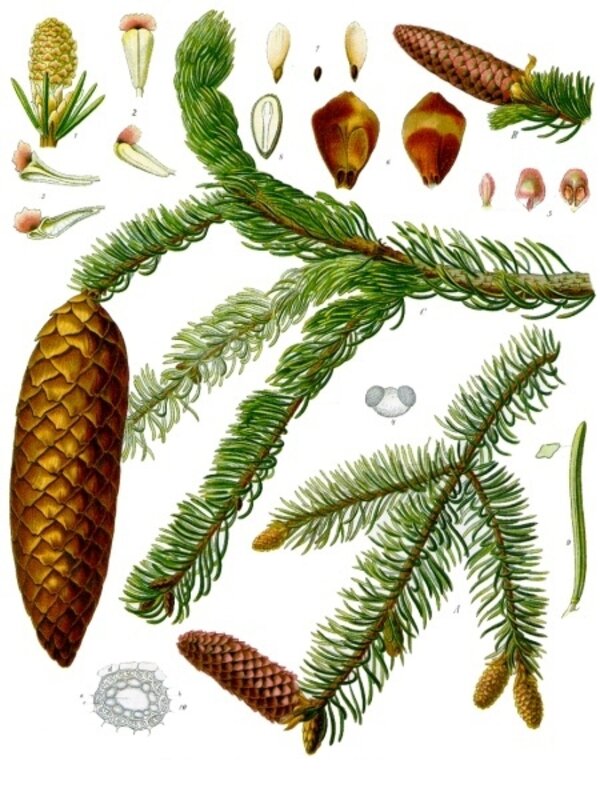 Picea abies — planche Köhler (1887)