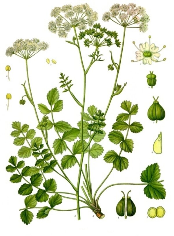 Pimpinella saxifraga — planche Köhler (1887)
