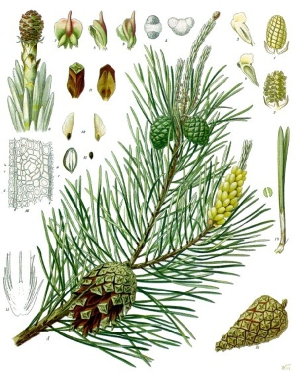 Pinus sylvestris — planche Köhler (1887)