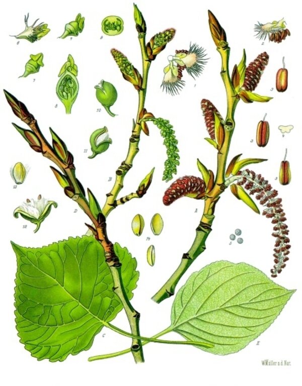 Populus nigra — planche Köhler (1887)