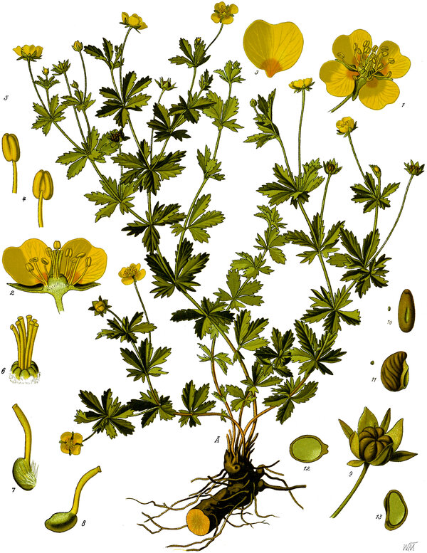 Potentilla erecta — planche Köhler (1887)