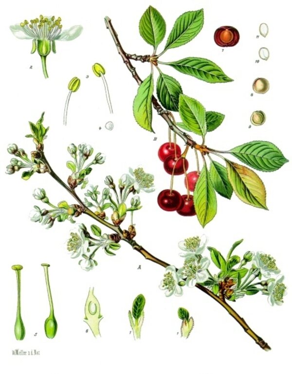 Prunus cerasus — planche Köhler (1887)