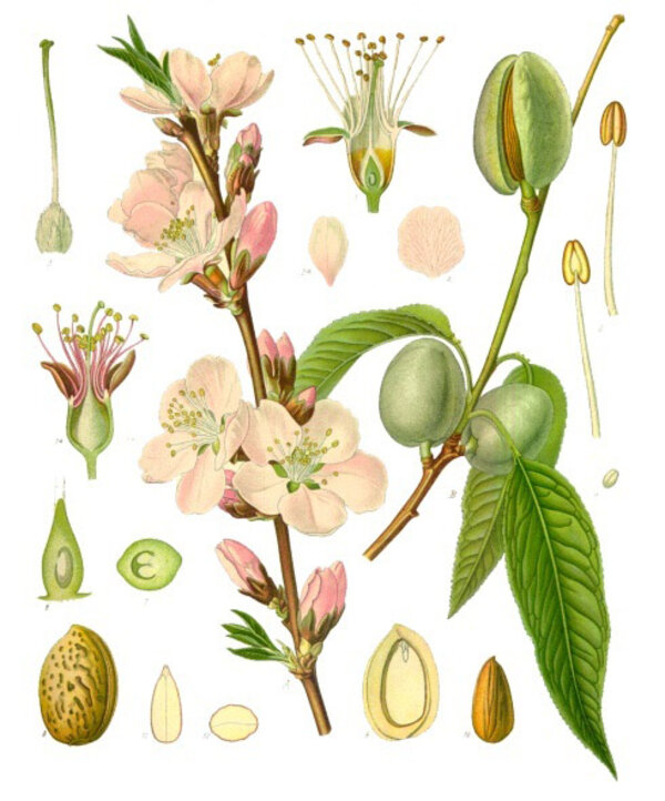 Prunus dulcis — planche Köhler (1887)
