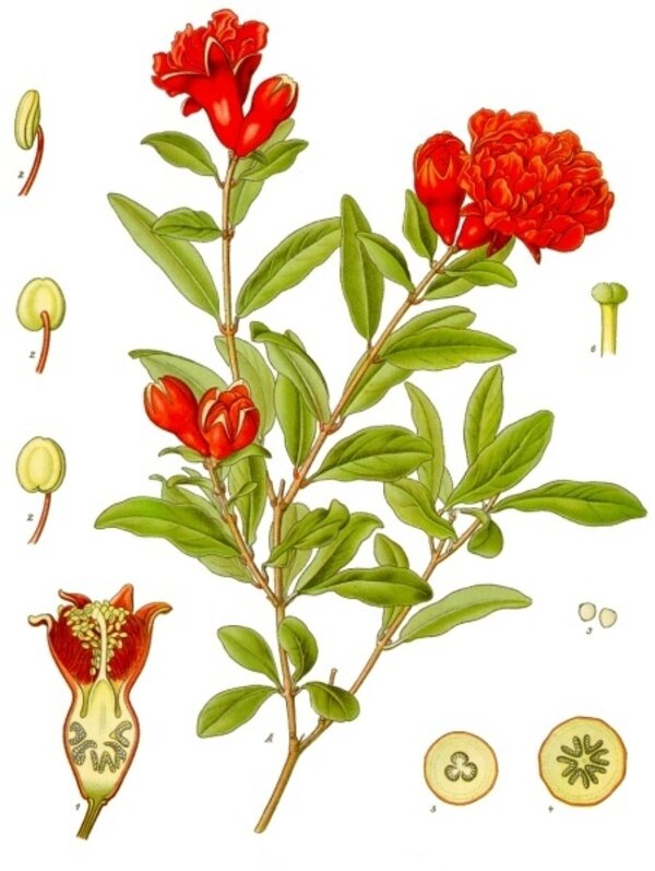 Punica granatum — planche Köhler (1887)