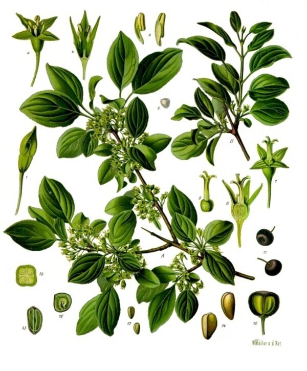 Rhamnus cathartica — planche Köhler (1887)