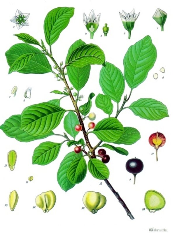 Rhamnus frangula — planche Köhler (1887)