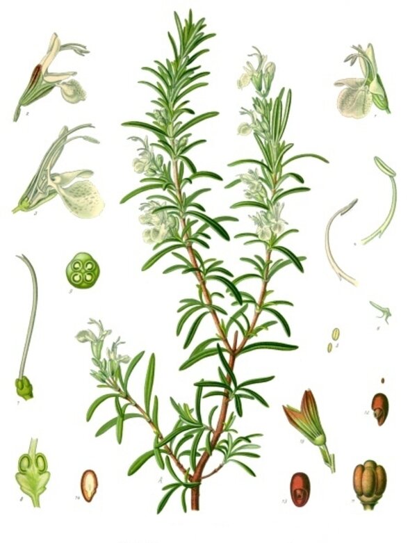 Rosmarinus officinalis — planche Köhler (1887)