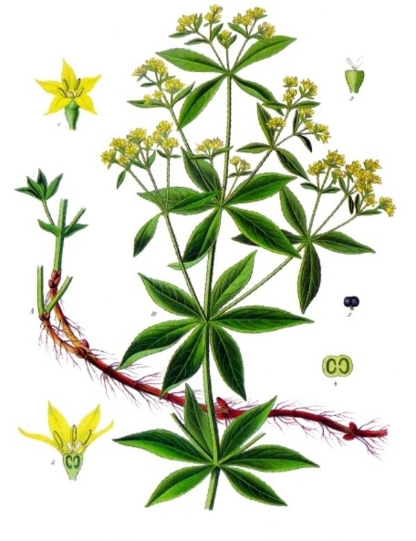 Rubia tinctorum — planche Köhler (1887)