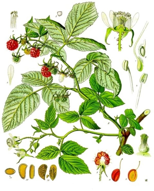 Rubus idaeus — planche Köhler (1887)
