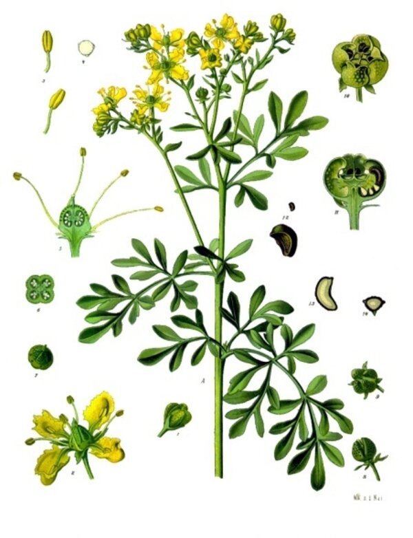Ruta graveolens — planche Köhler (1887)