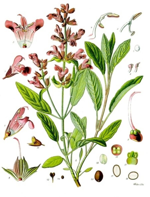 Salvia officinalis — planche Köhler (1887)