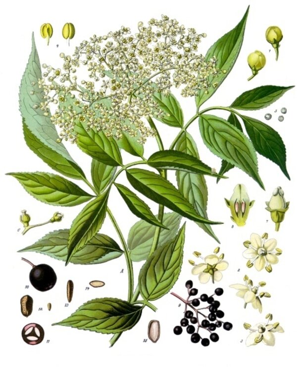 Sambucus nigra — planche Köhler (1887)