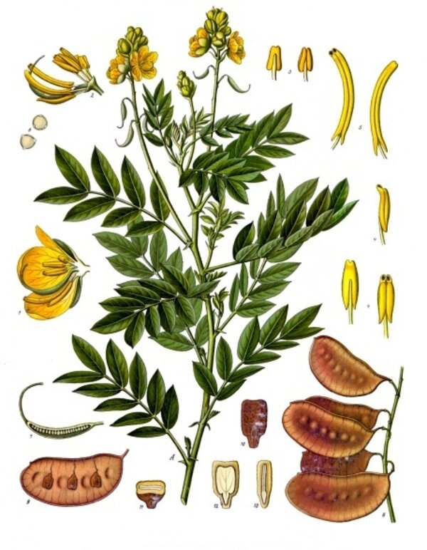 Senna alexandrina — planche Köhler (1887)