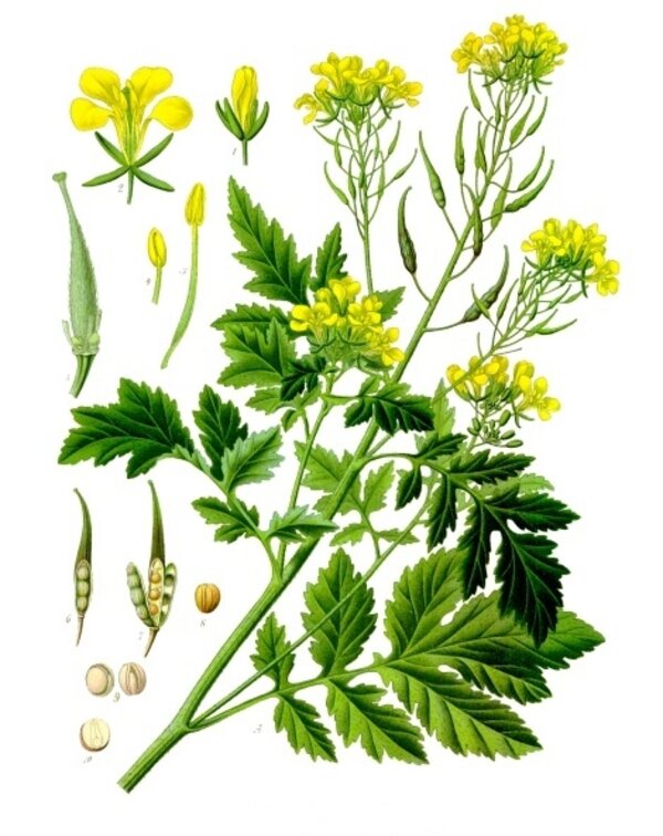 Sinapis alba — planche Köhler (1887)