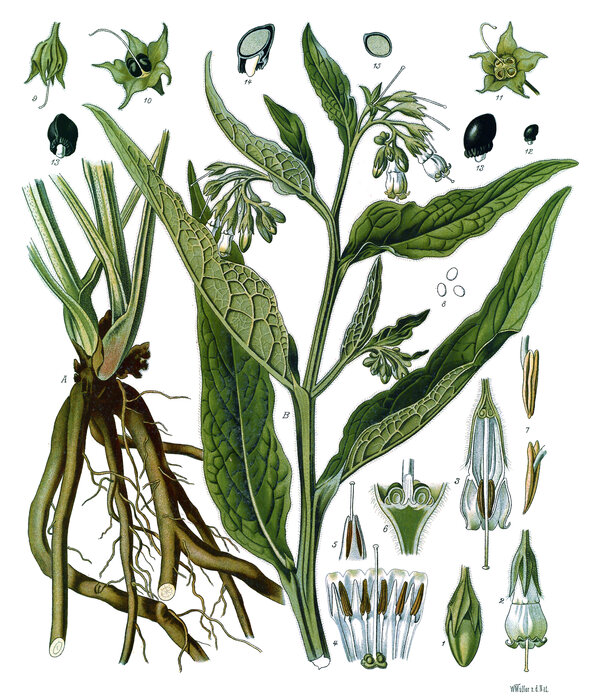 Symphytum officinale — planche Köhler (1887)