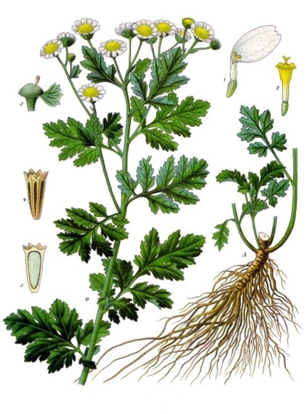 Tanacetum parthenium — planche Köhler (1887)