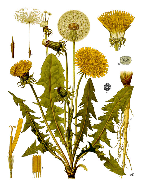 Taraxacum officinale — planche Köhler (1887)