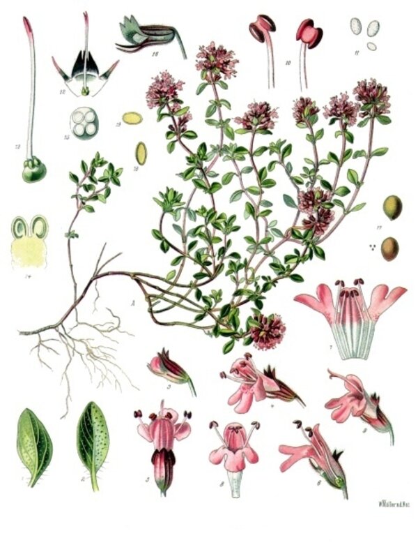 Thymus serpyllum — planche Köhler (1887)