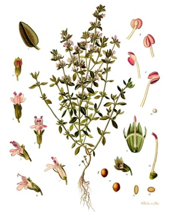 Thymus vulgaris — planche Köhler (1887)