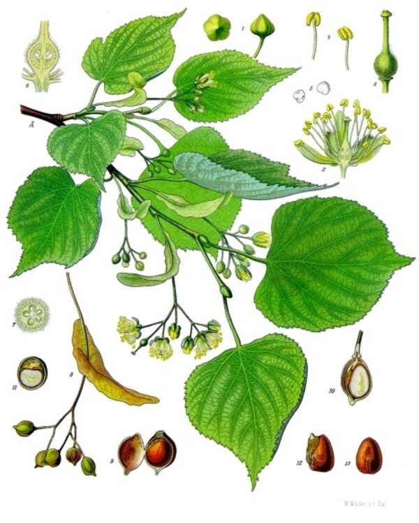 Tilia cordata — planche Köhler (1887)