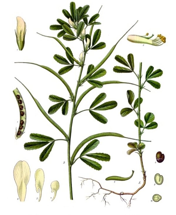 Trigonella foenum-graecum — planche Köhler (1887)