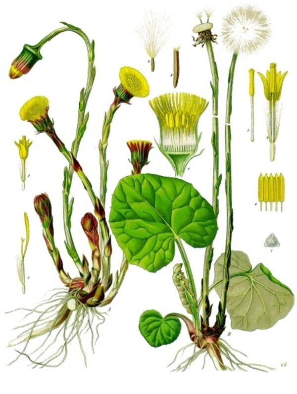 Tussilago farfara — planche Köhler (1887)