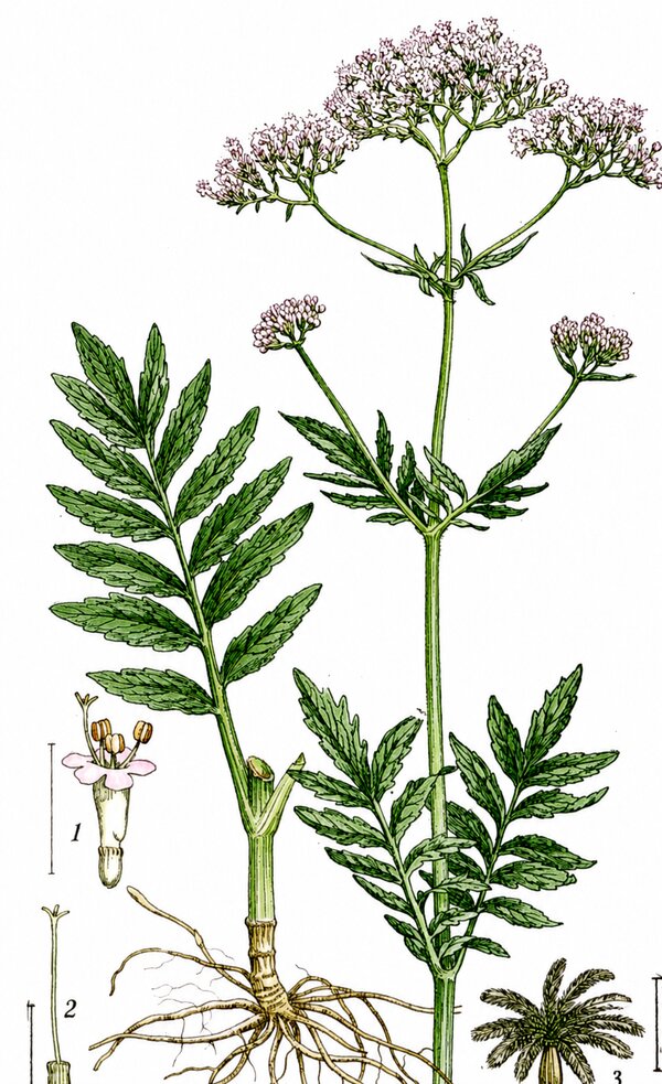 Valeriana officinalis — planche Köhler (1887)
