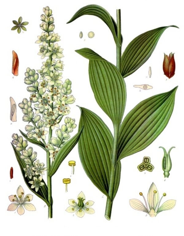Veratrum lobelianum — planche Köhler (1887)