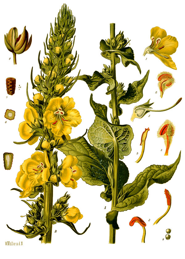 Verbascum phlomoides — planche Köhler (1887)