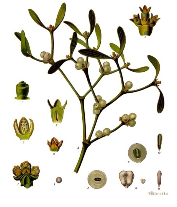Viscum album — planche Köhler (1887)
