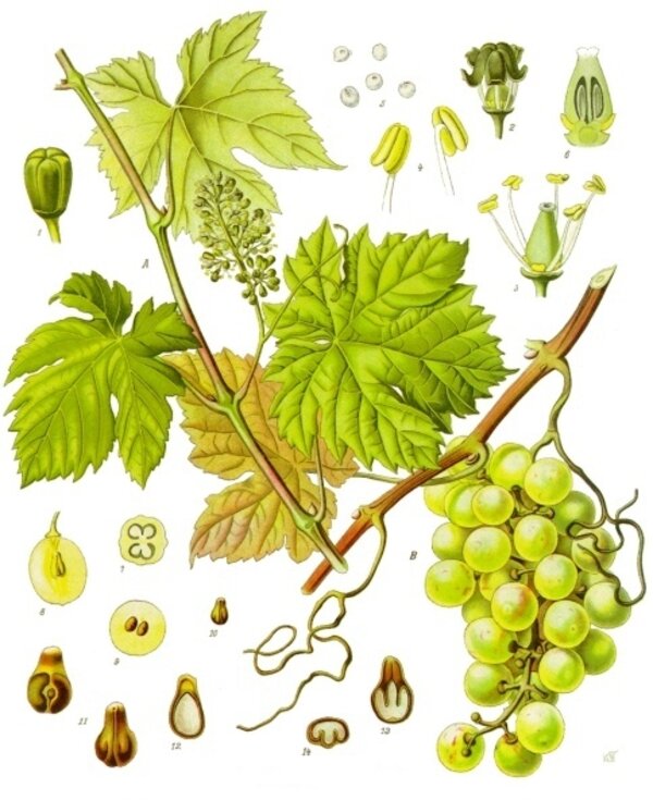 Vitis vinifera — planche Köhler (1887)