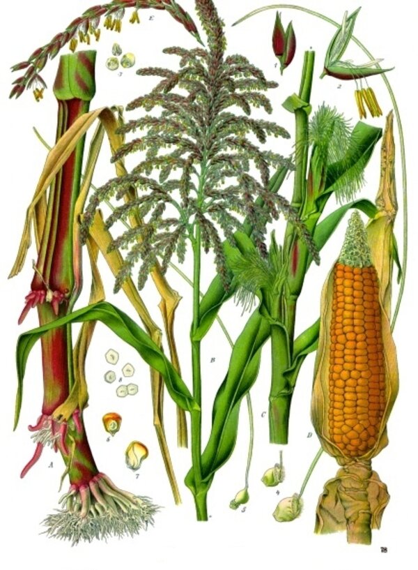 Zea mays — planche Köhler (1887)