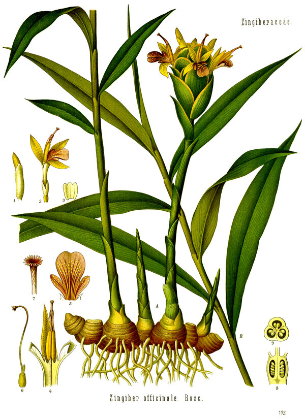 Zingiber officinale — planche Köhler (1887)