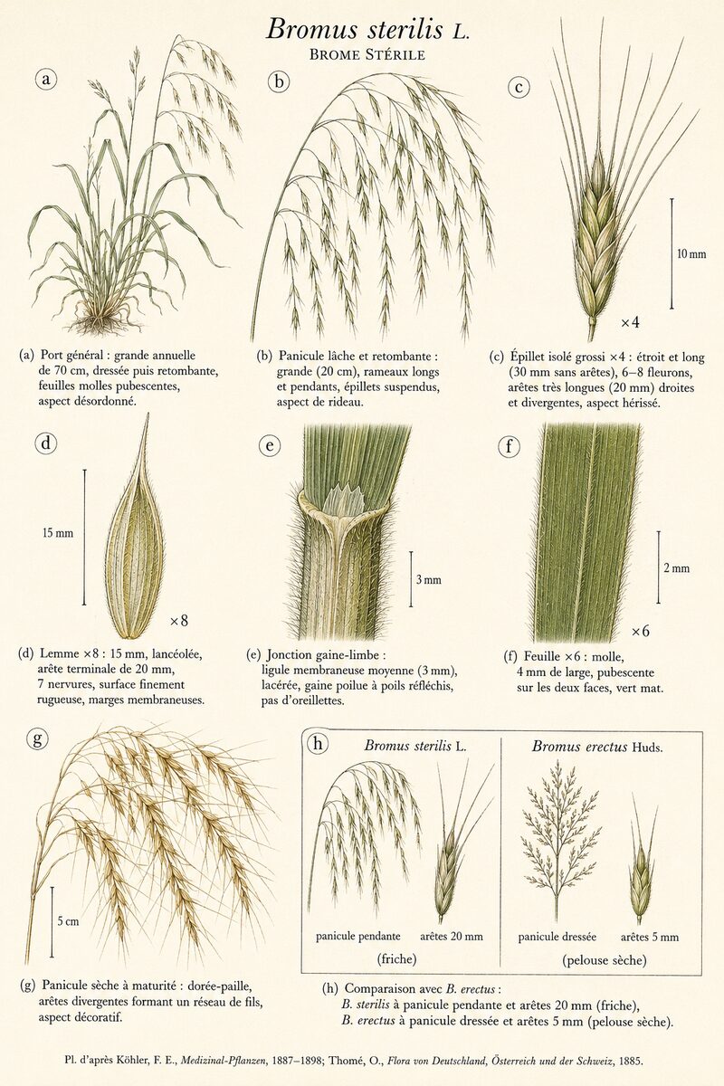 Planche botanique de Bromus sterilis — Brome stérile
