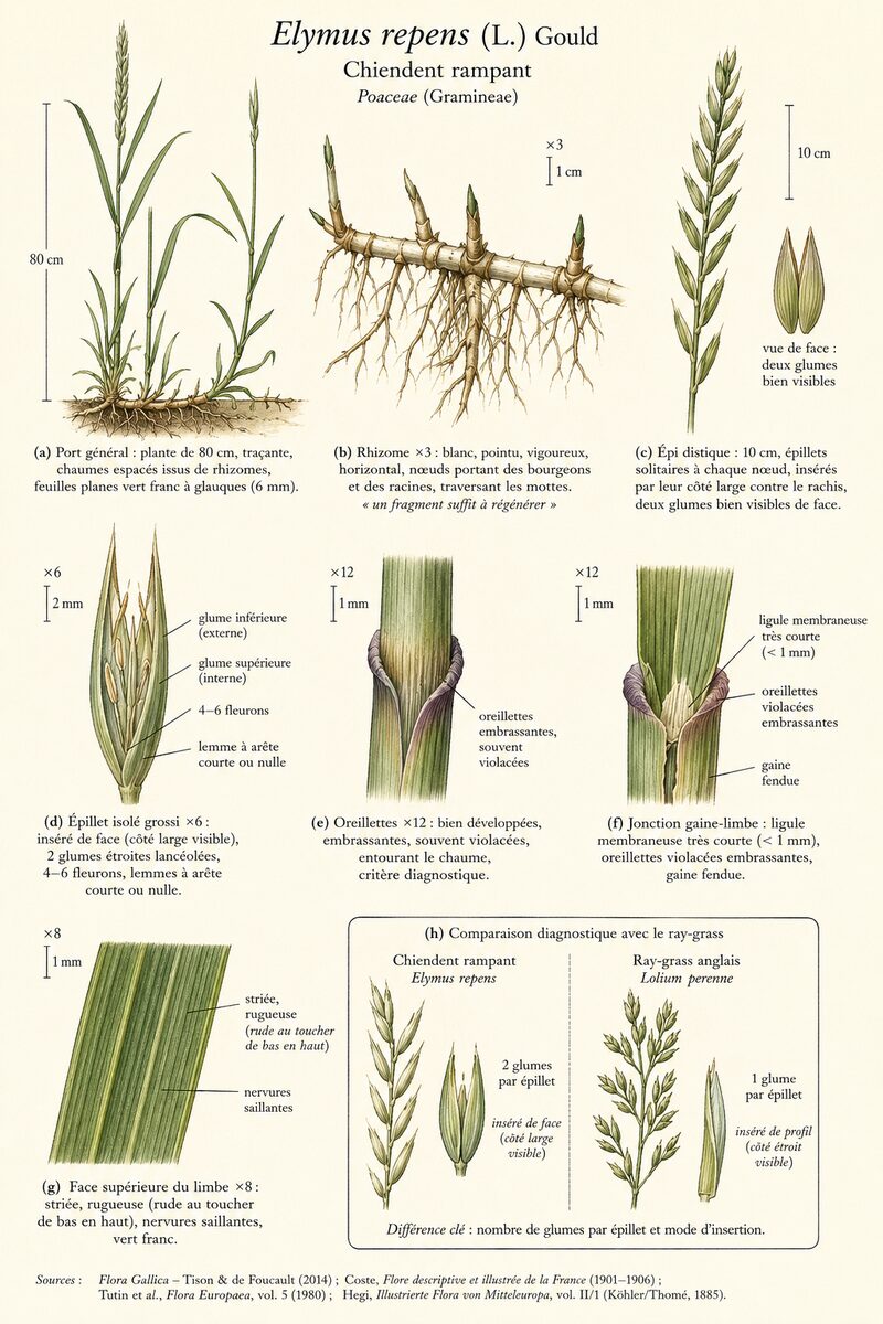 Planche botanique de Elymus repens — Chiendent rampant